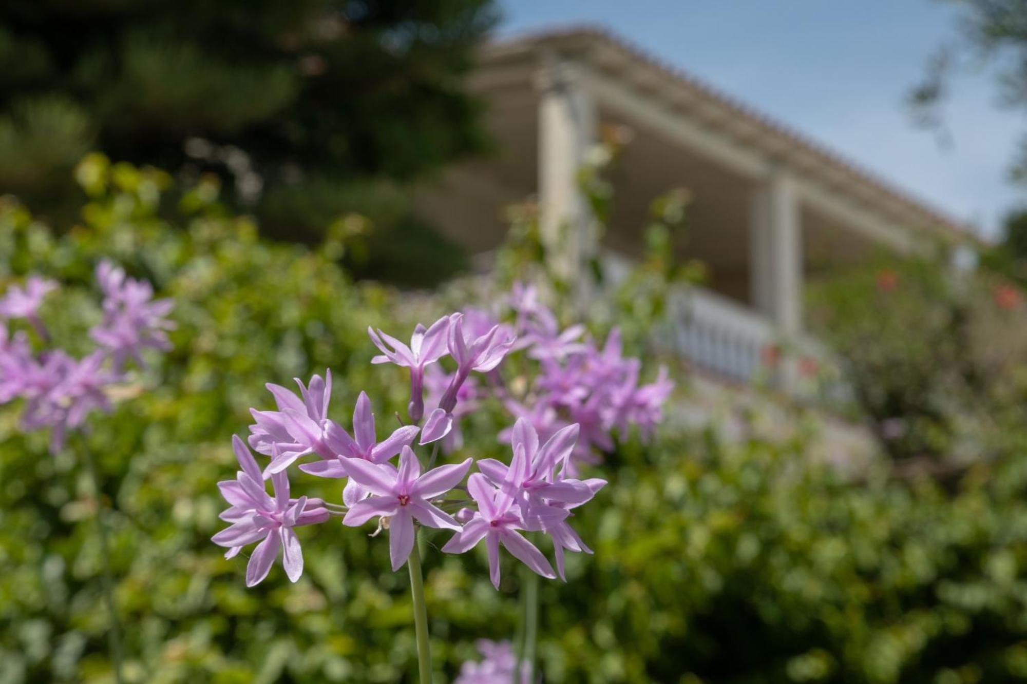 Ionian Garden Villas - Villa Olea Benitses  Esterno foto